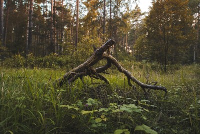 A structure made of branches in the forest