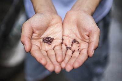 Seeds in two hands