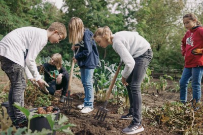 Children harvest vegetables