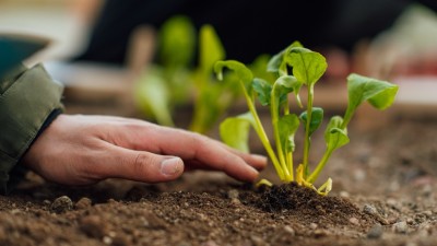 A plant grows