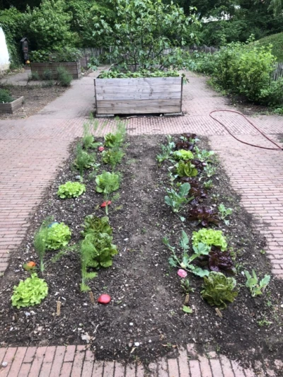 Cultivated field at the elementary school