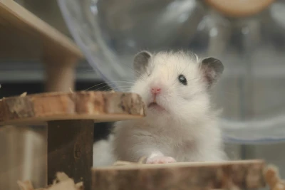Hamster in a cage