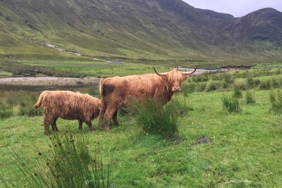 Highland cattle in a meadow