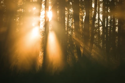 Autumn forest