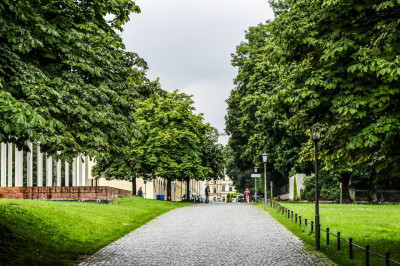 Trees in Munich