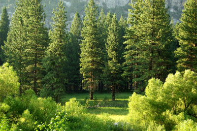A forest