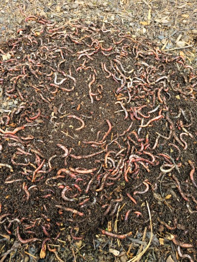 Worms in the soil