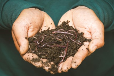 Worms in the soil