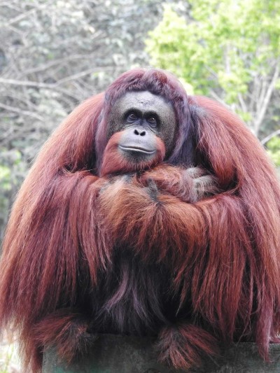 Orang-Utan