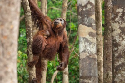 An orangutan climbs in a tree