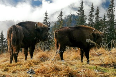 Bisons in the wild