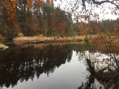 A lake in the forest