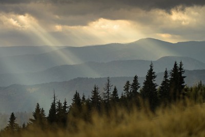 Trees in front of a mountain range