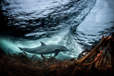 A dolphin in the sea