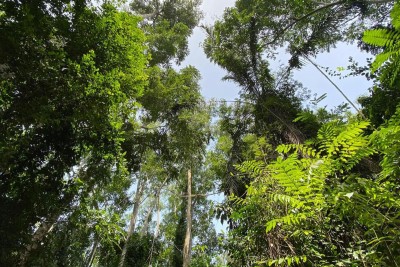 A forest in Ghana