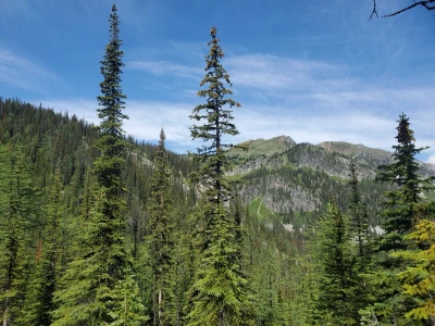 A view from the forest to the mountains