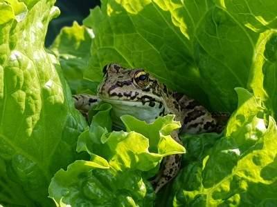 A frog sitting in salad