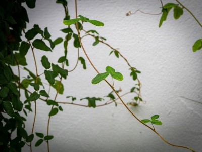 A branch with leaves