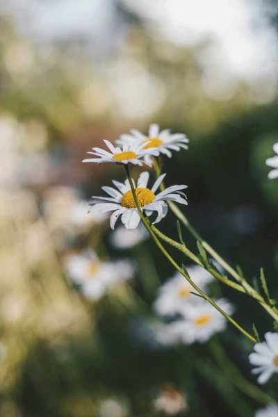 A flower