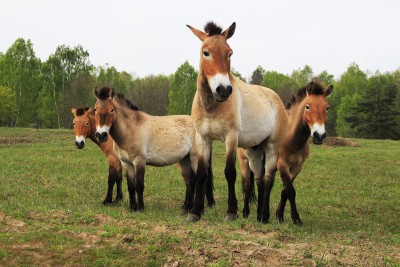 Three horses