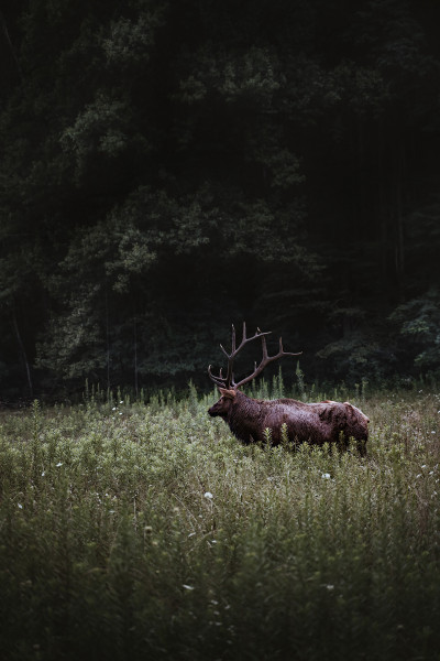A deer stands in a clearing.