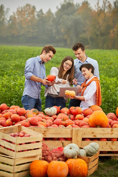 People harvesting pumpkins