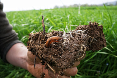 One hand holds a clump of earth with an earthworm.