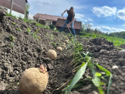 A field with pumpkins