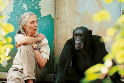 Jane Goodall with ape