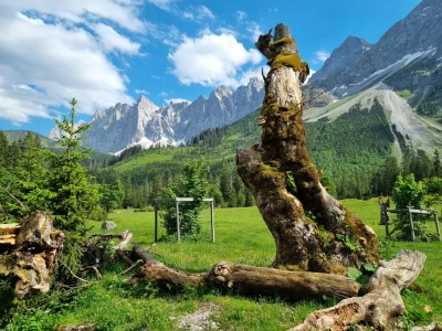 A mountain range and an alpine pasture