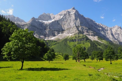 Maple trees with mountains in the background