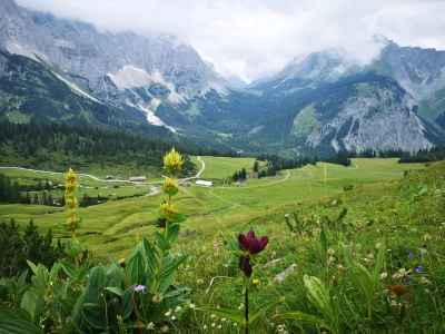 Alpine pasture area around the Ladizalm