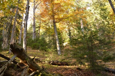 A forested area in Hinteriß