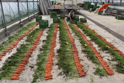 Carrots in the greenhouse