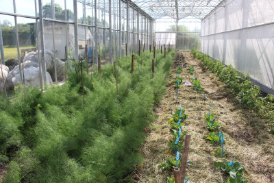 Interior view of greenhouse