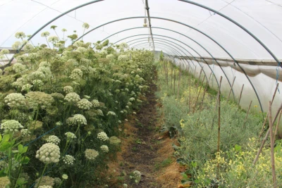 Obergrashof Greenhouse