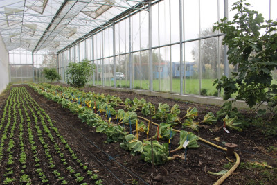 A flower bed in the greenhouse