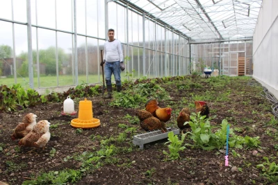 Chickens in the greenhouse