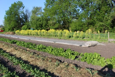 A field outside