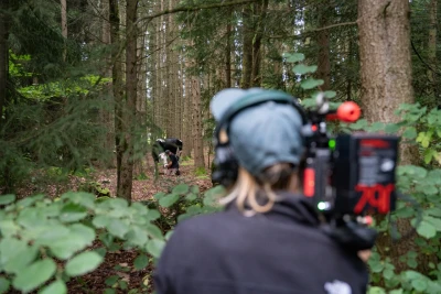 A cow is filmed standing in the woods