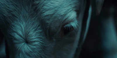 A closeup shot of a cow