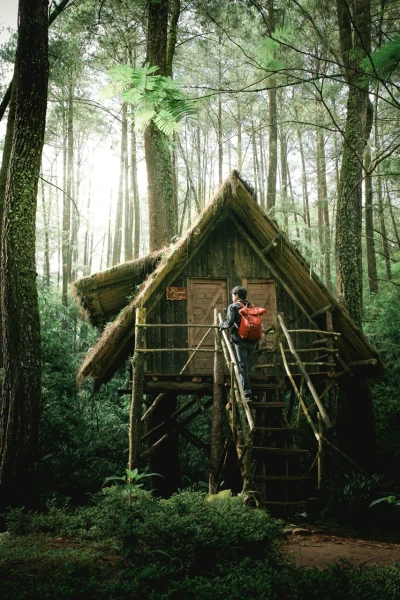 A treehouse