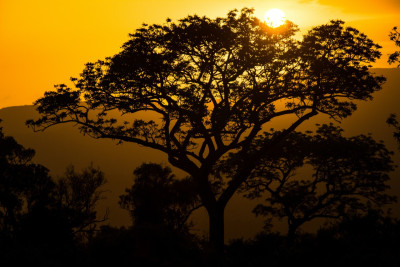 A tree
