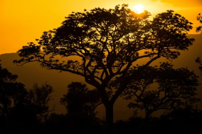 A tree