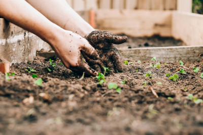 Hands planting a bed