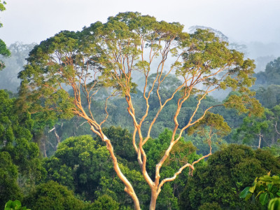 A tree
