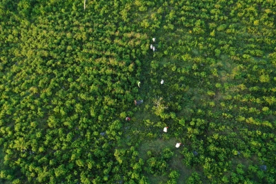 Aerial view of an area planted by Plant for the Planet