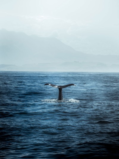 A whale's fin rises out of the water