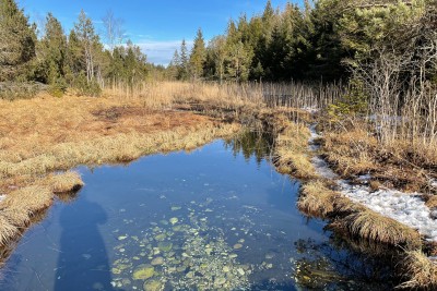 A pond in the forest