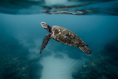 Sea turtle in the water